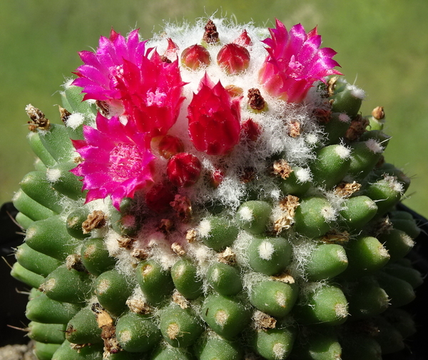 DSC00871Mammillaria polythele cv. Toluca