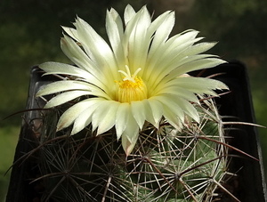 DSC00873Coryphantha lauii