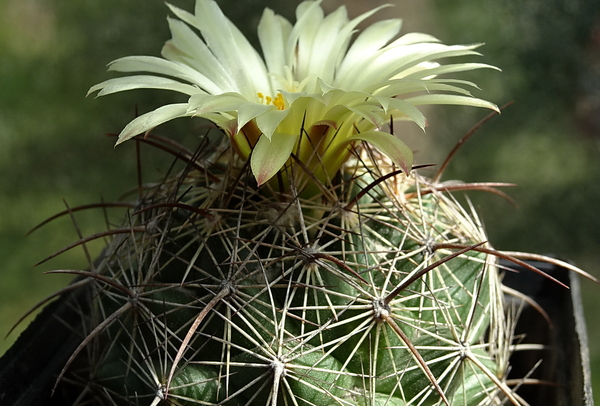 DSC00874Coryphantha lauii