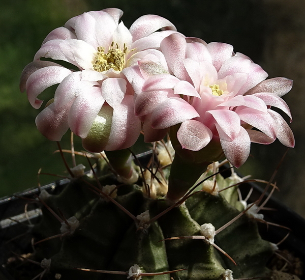 DSC00876Gymnocalycium friedrichii