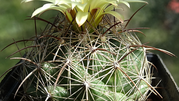 DSC00875Coryphantha lauii