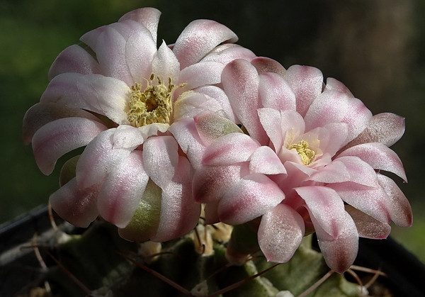 DSC00877Gymnocalycium friedrichii