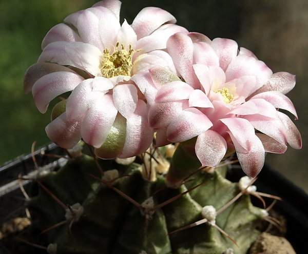 DSC00878Gymnocalycium friedrichii