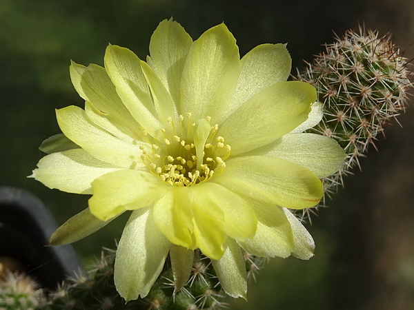 DSC00880Chamaecereus silvestrii