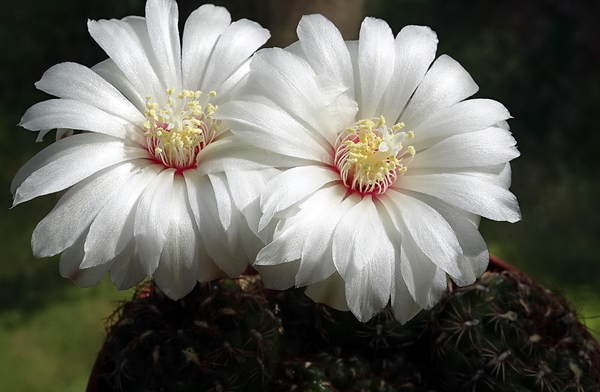 DSC00886Gymnocalycium mesopotamicum LB 612