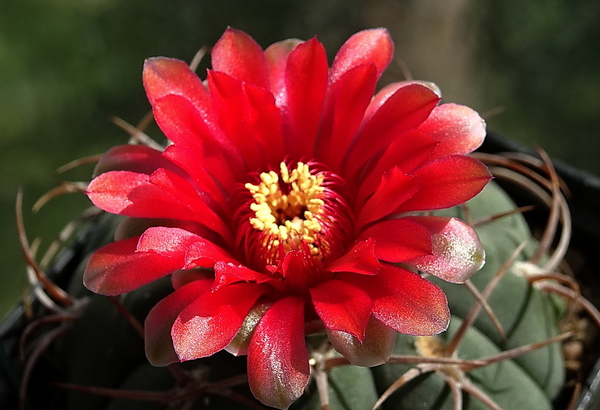 DSC00885Gymnocalycium carminanthum