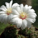 DSC00887Gymnocalycium mesopotamicum LB 612