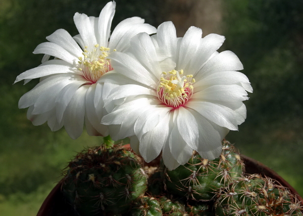 DSC00887Gymnocalycium mesopotamicum LB 612