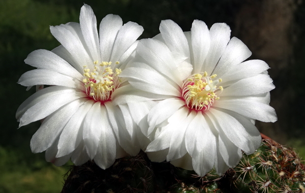 DSC00888Gymnocalycium mesopotamicum LB 612