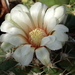 DSC00889Gymnocalycium nigriareolatum