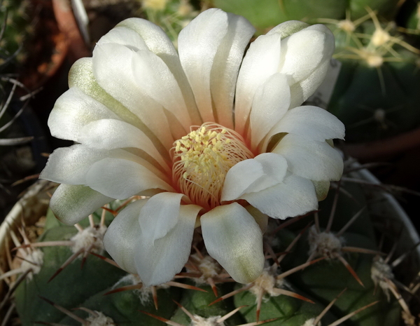 DSC00889Gymnocalycium nigriareolatum