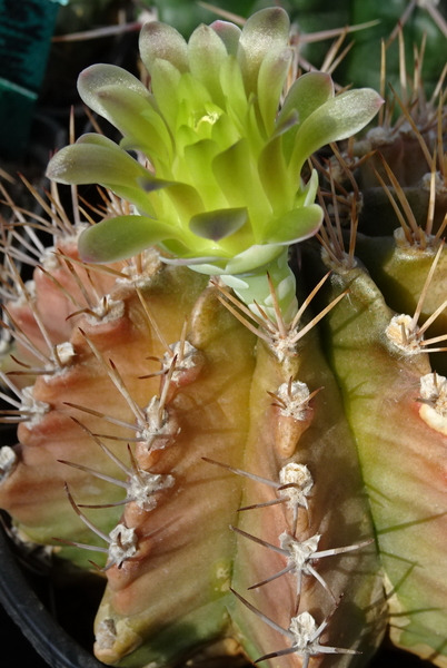 DSC00891Gymnocalycium mihanovichii