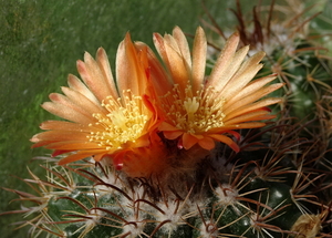 DSC00890Parodia otuyensis