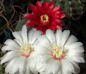 DSC00892Gymnocalycium mesopotamicum LB 612