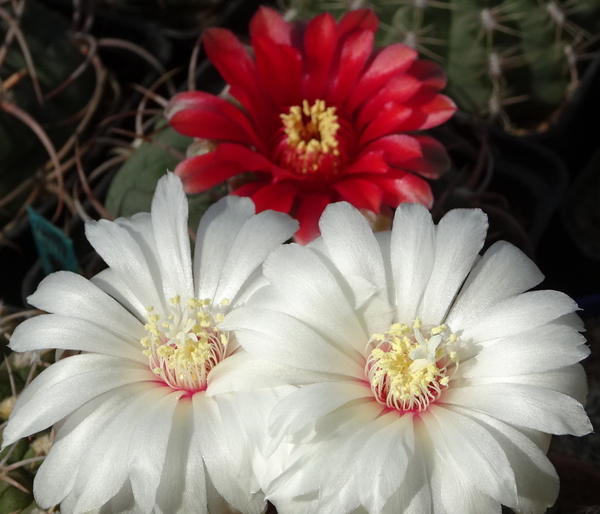 DSC00892Gymnocalycium mesopotamicum LB 612