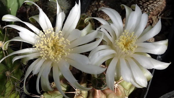 DSC00894Gymnocalycium anisitsi