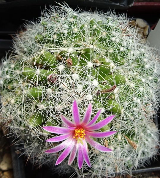 DSC00897Mammillaria kraehenbuehlii