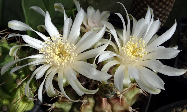 DSC00899Gymnocalycium anisitsi