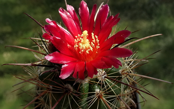 DSC00900Parodia suprema