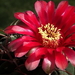 DSC00904Gymnocalycium carminanthum