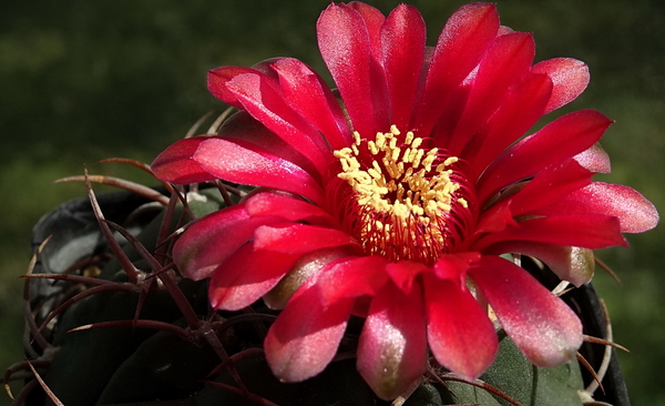 DSC00904Gymnocalycium carminanthum