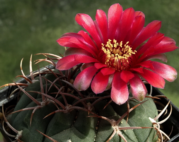 DSC00905Gymnocalycium carminanthum