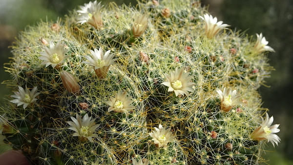 DSC00906Mammillaria wildii