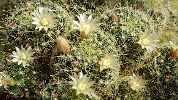 DSC00907Mammillaria wildii