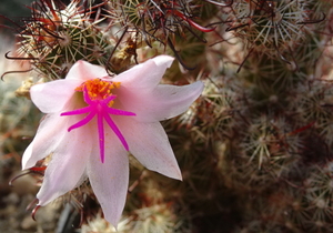 DSC00908Mammillaria thornberi ssp. yaquensis