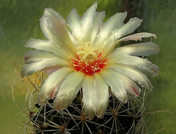 DSC00946Hamatocactus setispinus var. setaceus