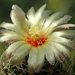 DSC00947Hamatocactus setispinus var. setaceus