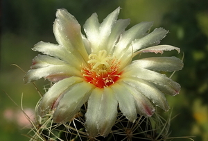 DSC00947Hamatocactus setispinus var. setaceus