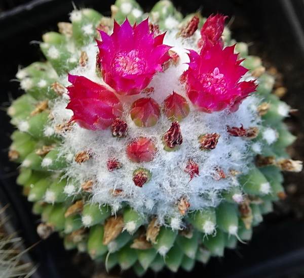 DSC01081Mammillaria polythele cv. Toluca