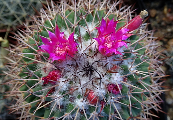 DSC01082Mammillaria polythele