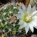 DSC01087Mammillaria zeilmanniana alba