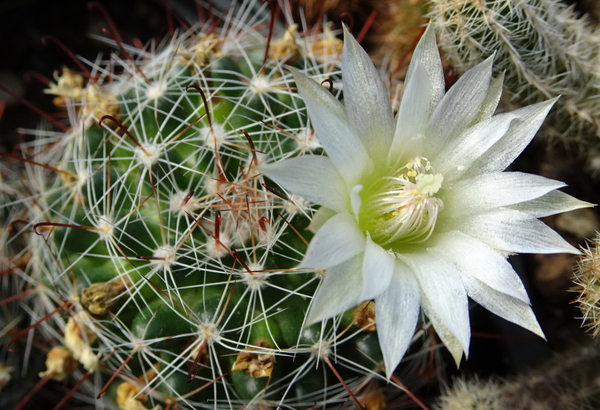 DSC01087Mammillaria zeilmanniana alba