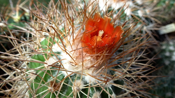 DSC01090Parodia camargensis