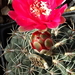 DSC01098Gymnocalycium baldianum JO 295