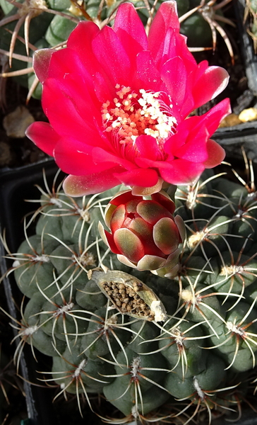 DSC01098Gymnocalycium baldianum JO 295