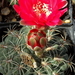 DSC01099Gymnocalycium baldianum JO 295