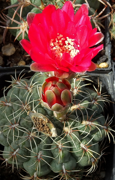 DSC01099Gymnocalycium baldianum JO 295