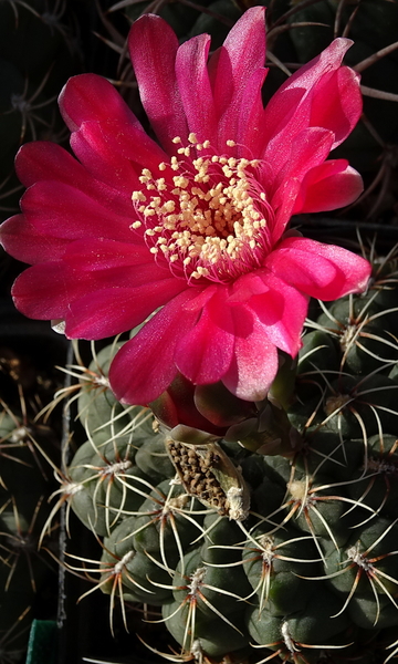 DSC01100Gymnocalycium baldianum JO 295