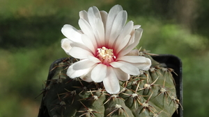 DSC01102Gymnocalycium bodenbenderianum La Rioja