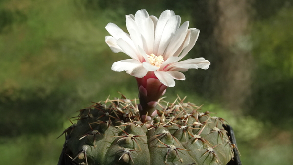 DSC01103Gymnocalycium bodenbenderianum La Rioja