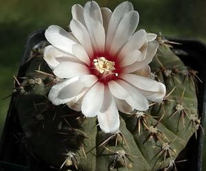 DSC01105Gymnocalycium bodenbenderianum La Rioja