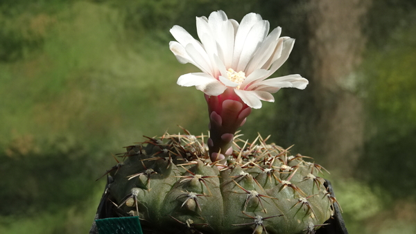 DSC01104Gymnocalycium bodenbenderianum La Rioja