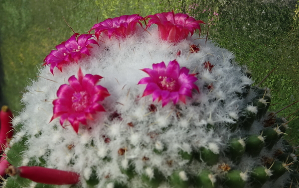 DSC01107Mammillaria polythele v. nuda