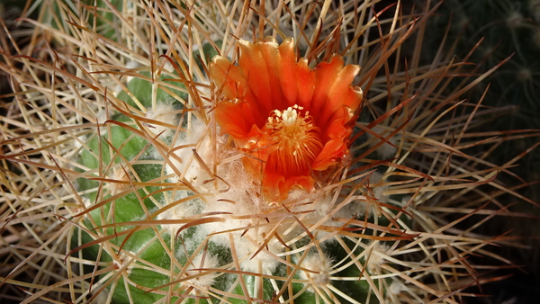 DSC01110Parodia camargensis