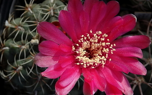 DSC01111Gymnocalycium baldianum JO 295