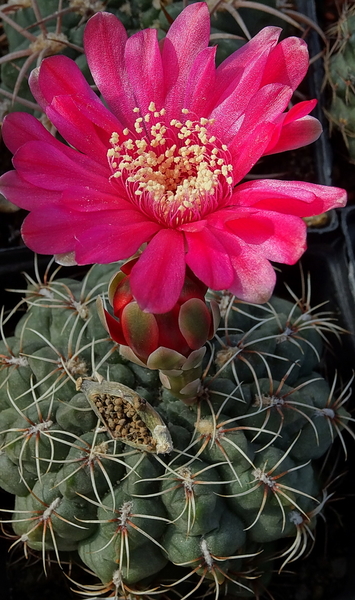 DSC01112Gymnocalycium baldianum JO 295